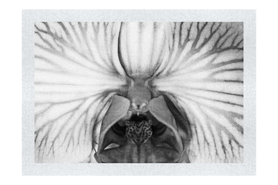 Electric Orchid - Monochrome Fine Art Print - Flowers & Plants Category