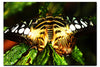 Butterfly - Acrylic Print - Wildlife Category