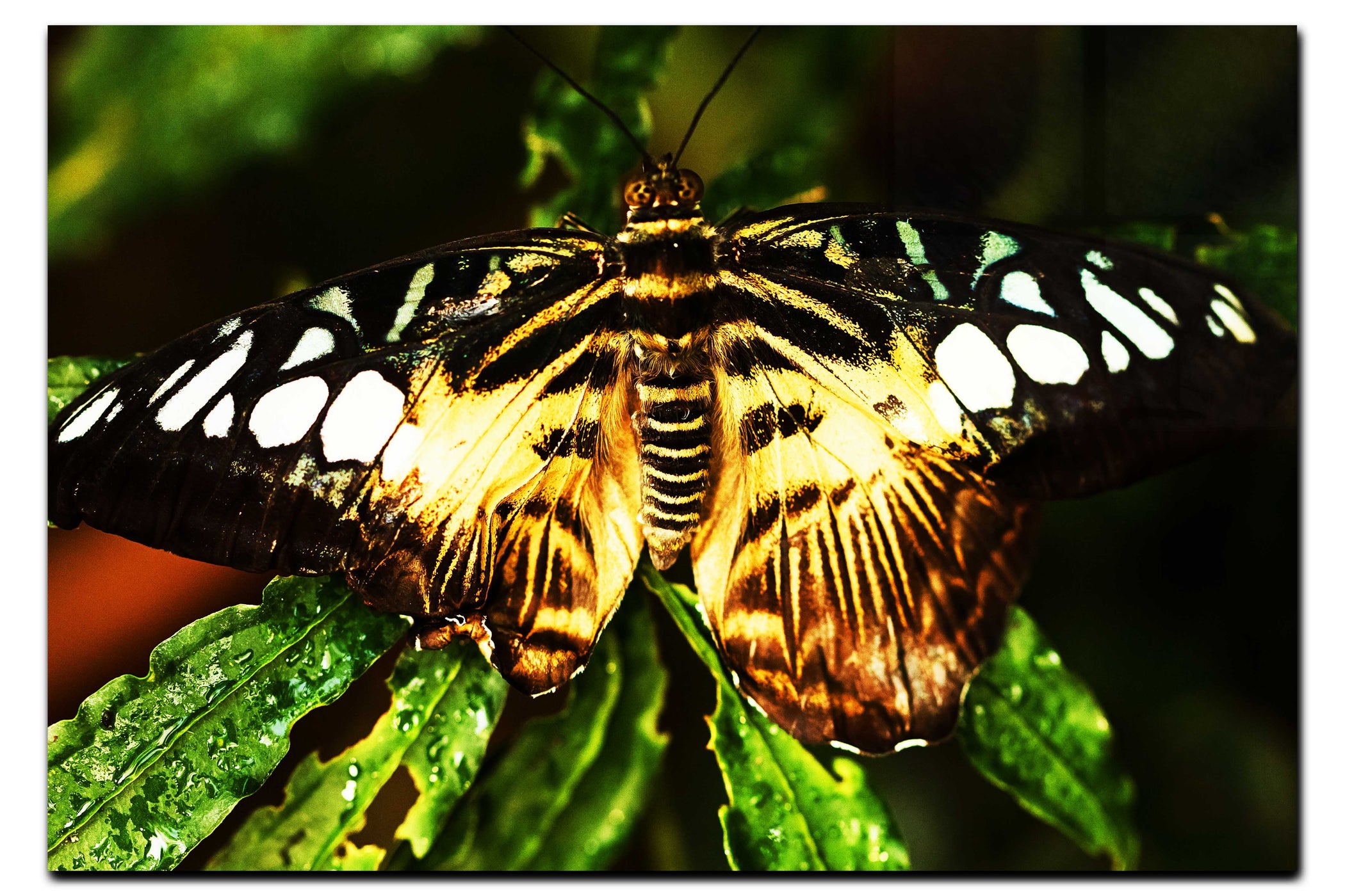 Butterfly - Acrylic Print - Wildlife Category