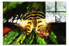 Butterfly - Acrylic Print - Wildlife Category