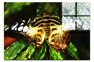 Butterfly - Acrylic Print - Wildlife Category