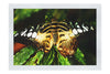 Butterfly - Fine Art Print - Wildlife Category