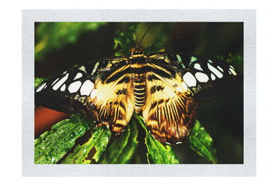 Butterfly - Fine Art Print - Wildlife Category