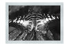 Butterfly - Monochrome Fine Art Print - Wildlife Category