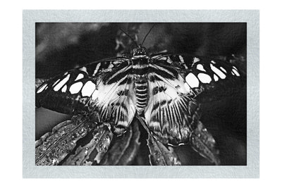 Butterfly - Monochrome Fine Art Print - Wildlife Category