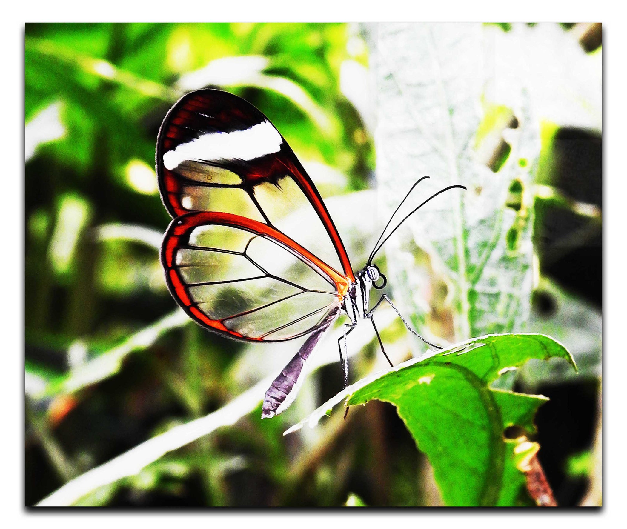 Transparent Beauty: The Glasswing Butterfly - Acrylic Print - Wildlife Category