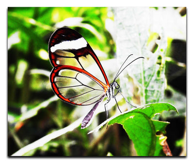 Transparent Beauty: The Glasswing Butterfly - Acrylic Print - Wildlife Category