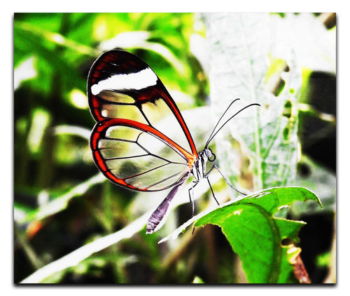 Transparent Beauty: The Glasswing Butterfly - Acrylic Print - Wildlife Category