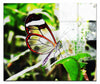 Transparent Beauty: The Glasswing Butterfly - Acrylic Print - Wildlife Category