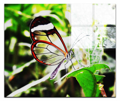 Transparent Beauty: The Glasswing Butterfly - Acrylic Print - Wildlife Category