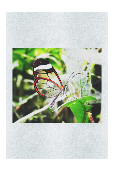 Transparent Beauty: The Glass Wing Butterfly - Fine Art Print - Wildlife Category
