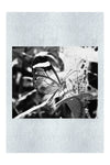 Transparent Beauty: The Glass Wing Butterfly - Monochrome Fine Art Print - Wildlife Category