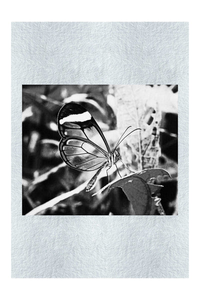 Transparent Beauty: The Glass Wing Butterfly - Monochrome Fine Art Print - Wildlife Category