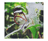 Transparent Beauty: The Glass Wing Butterfly - Canvas Print - Wildlife Category