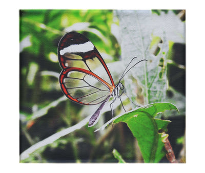 Transparent Beauty: The Glass Wing Butterfly - Canvas Print - Wildlife Category