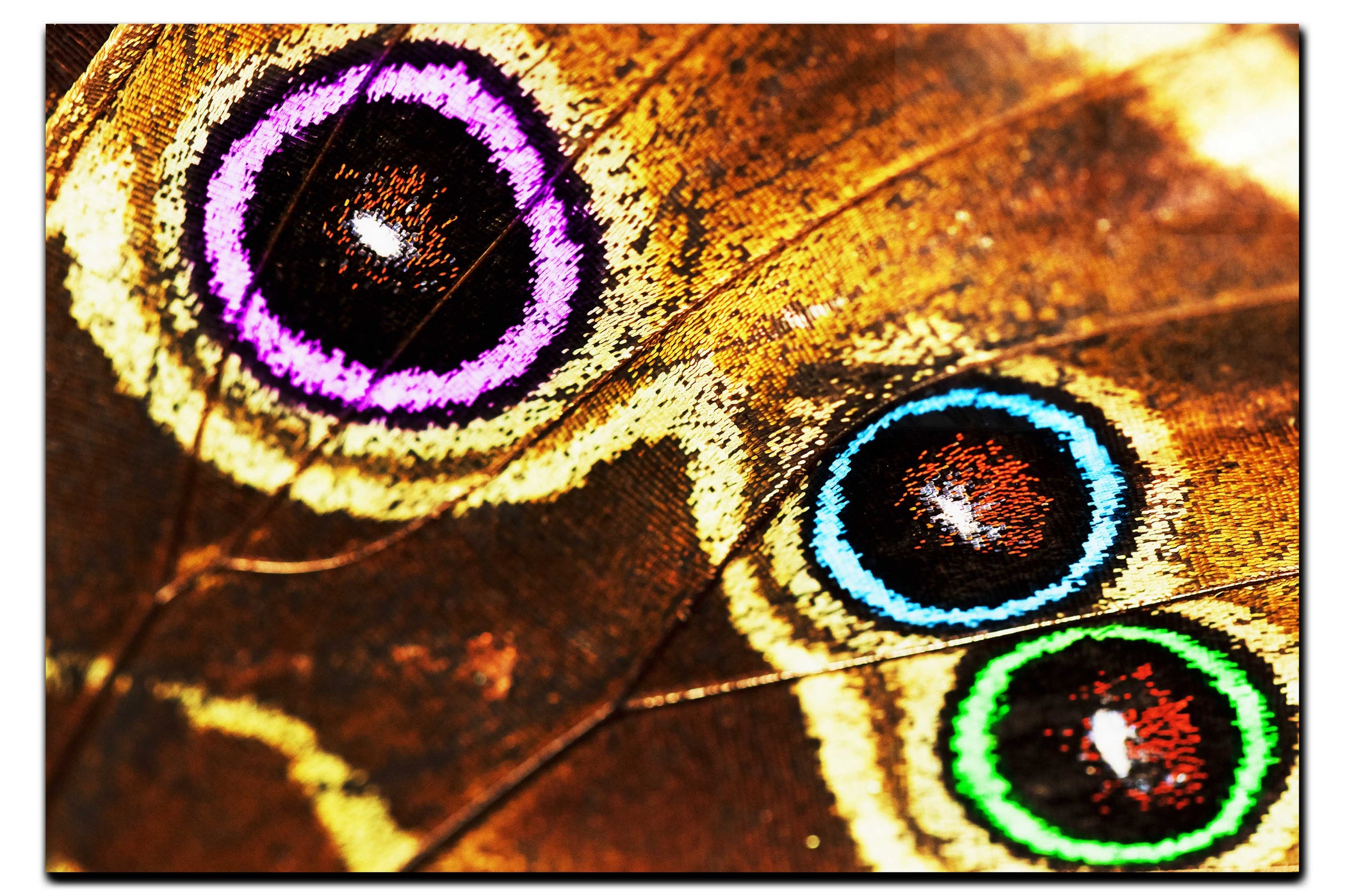 Butterfly Wing Macro Colours - Acrylic Print - Rare Edition Category