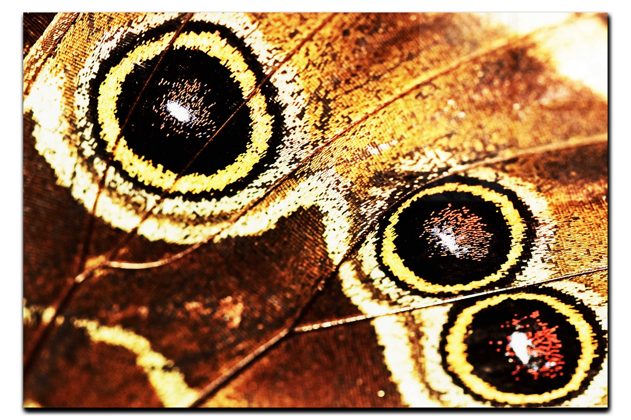Butterfly Wing - Acrylic Print - Rare Edition Category