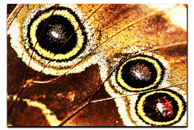 Butterfly Wing - Acrylic Print - Rare Edition Category