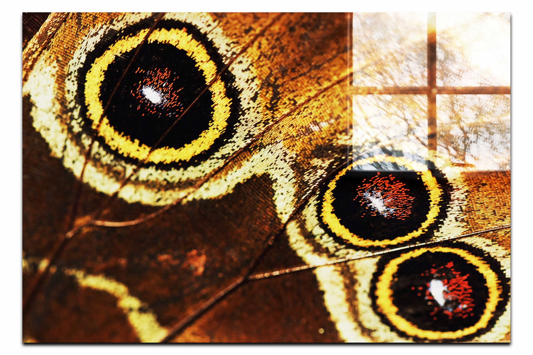 Butterfly Wing - Acrylic Print - Rare Edition Category