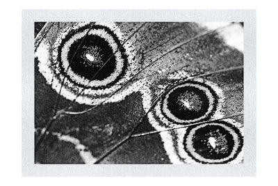 Butterfly Wing - Monochrome Fine Art Print - Rare Edition Category