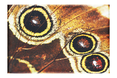 Butterfly Wing - Canvas Print - Rare Edition Category