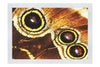 Butterfly Wing - Fine Art Print - Rare Edition Category