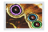 Butterfly Wings Macro Colours - Fine Art Print - Rare Edition Category
