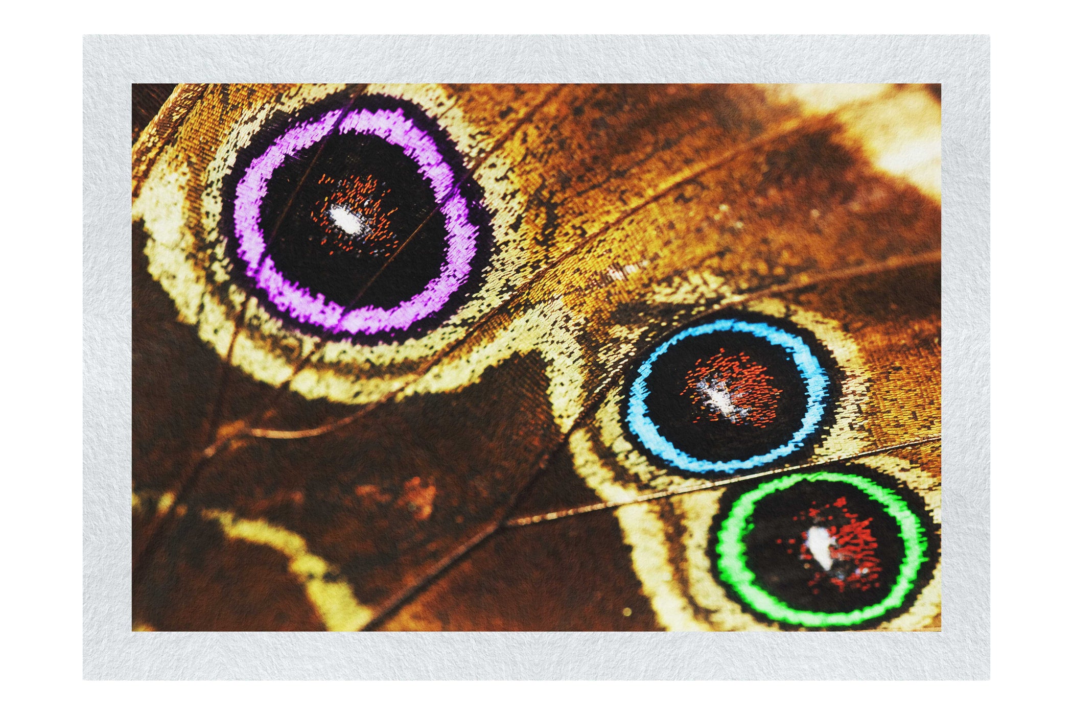Butterfly Wings Macro Colours - Fine Art Print - Rare Edition Category