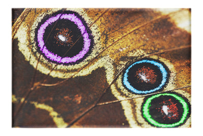 Butterfly Wing Macro Colours - Canvas Print - Rare Edition Category