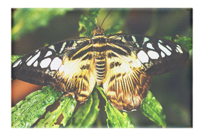 Butterfly - Canvas Print - Wildlife Category