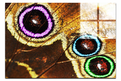 Butterfly Wing Macro Colours - Acrylic Print - Rare Edition Category