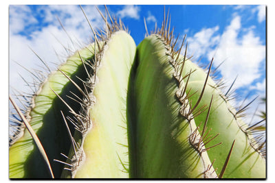 Cactus - Acrylic Print - Flowers & Plants Category