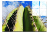 Cactus - Acrylic Print - Flowers & Plants Category