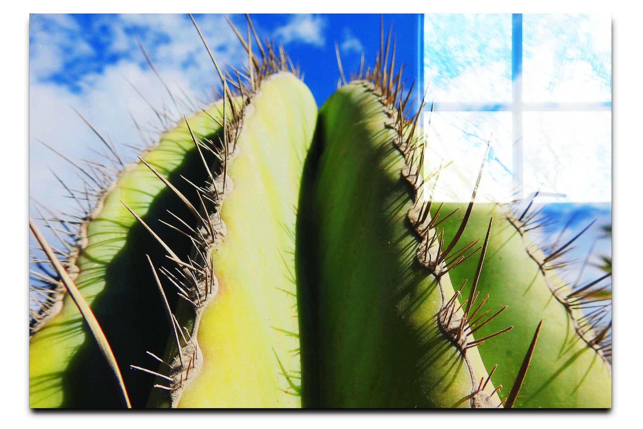 Cactus - Acrylic Print - Flowers & Plants Category