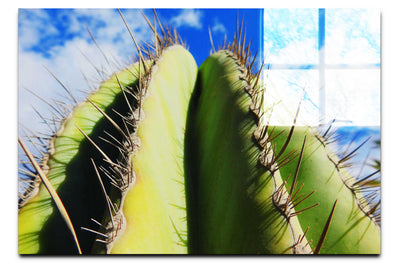 Cactus - Acrylic Print - Flowers & Plants Category