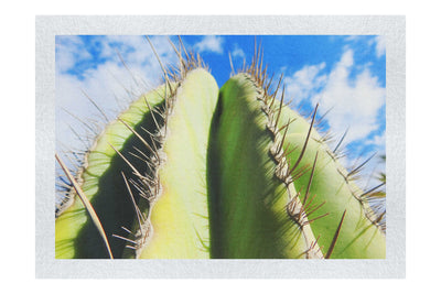 Cactus - Fine Art Print - Flowers & Plants Category