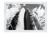 Cactus - Monochrome Fine Art Print - Flowers & Plants Category