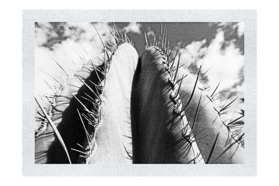 Cactus - Monochrome Fine Art Print - Flowers & Plants Category