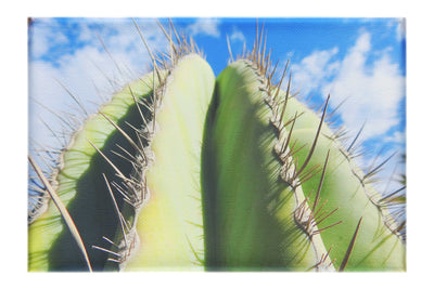 Cactus - Canvas Print - Flowers & Plants Category