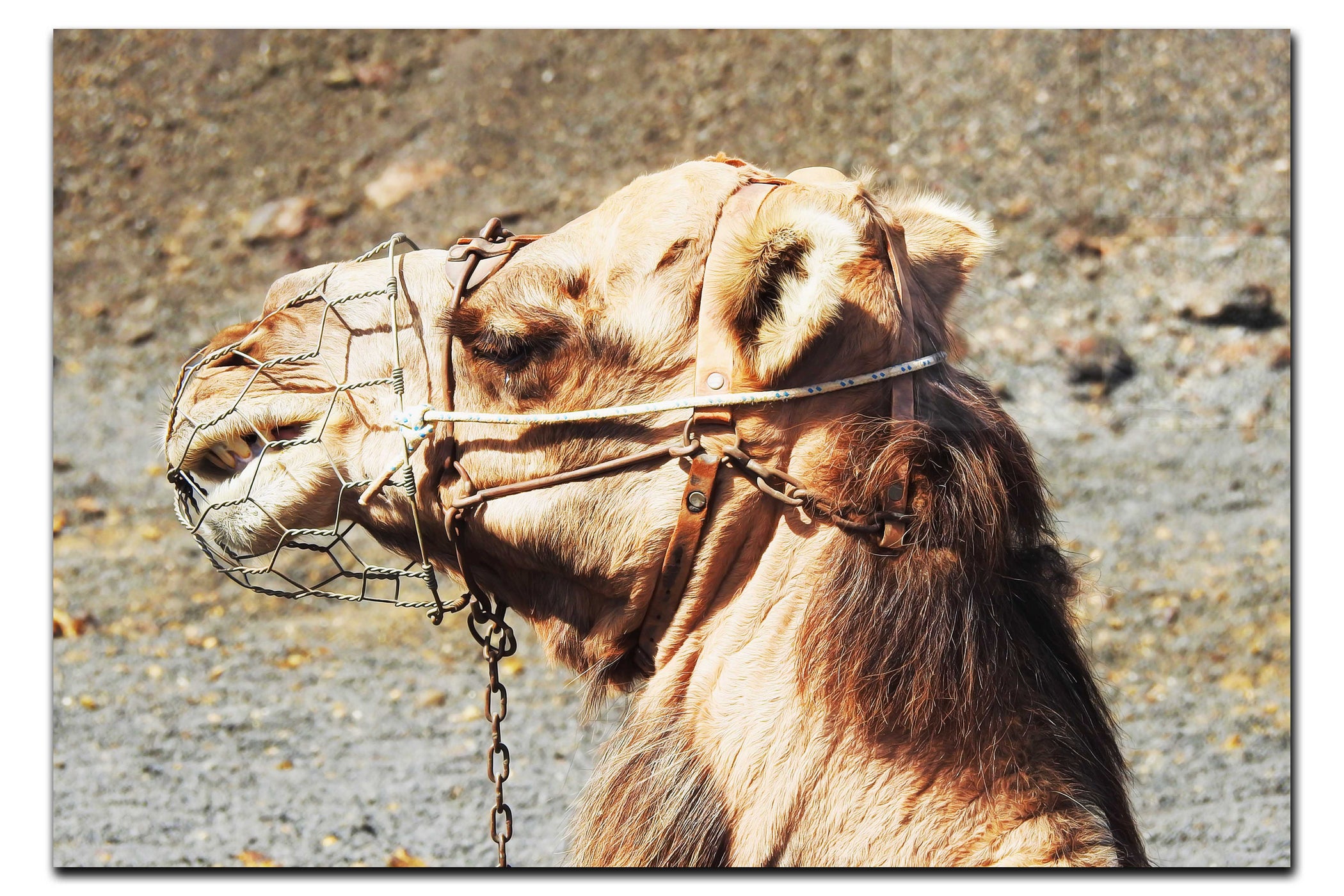 A Beast of Burden - Acrylic Print - Wildlife Category