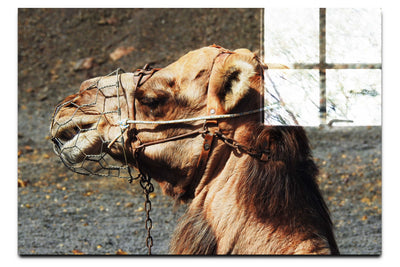 A Beast of Burden - Acrylic Print - Wildlife Category