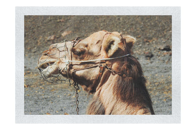 A Beast of Burden - Fine Art Print - Wildlife Category