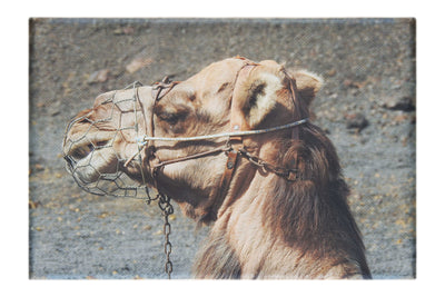 A Beast of Burden - Canvas Print - Wildlife Category