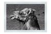 A Beast of Burden - Monochrome Fine Art Print - Wildlife Category