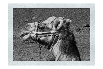 A Beast of Burden - Monochrome Fine Art Print - Wildlife Category