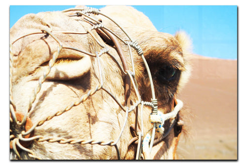 A Beast of Burden-Close up - Acrylic Print - Wildlife Category