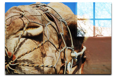 A Beast of Burden-Close up - Acrylic Print - Wildlife Category