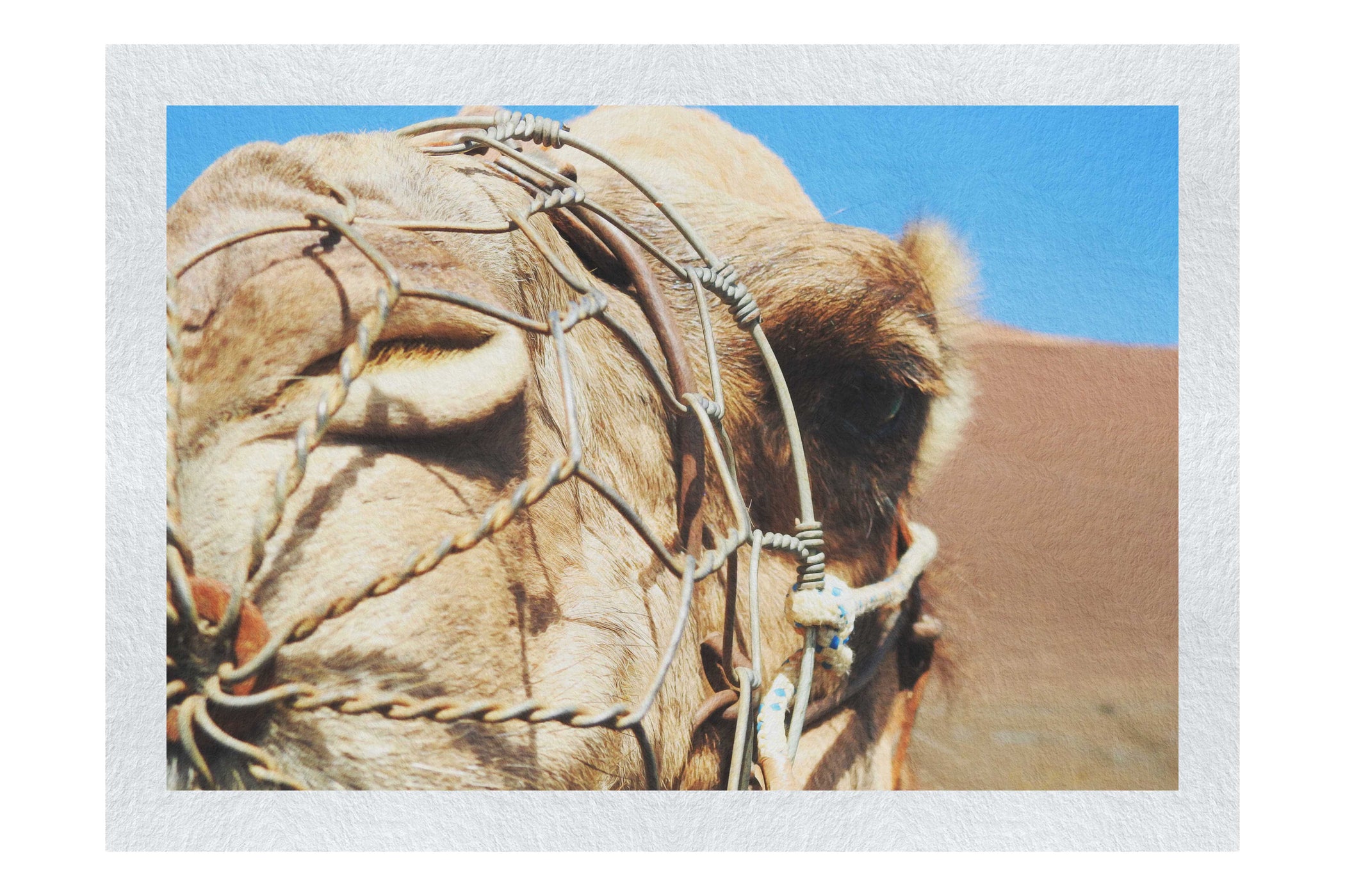 A Beast of Burden Close-up - Fine Art Print - Wildlife Category