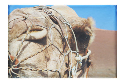 A Beast of Burden Close-up - Canvas Print - Wildlife Category