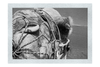 A Beast of Burden Close-up - Monochrome Fine Art Print - Wildlife Category
